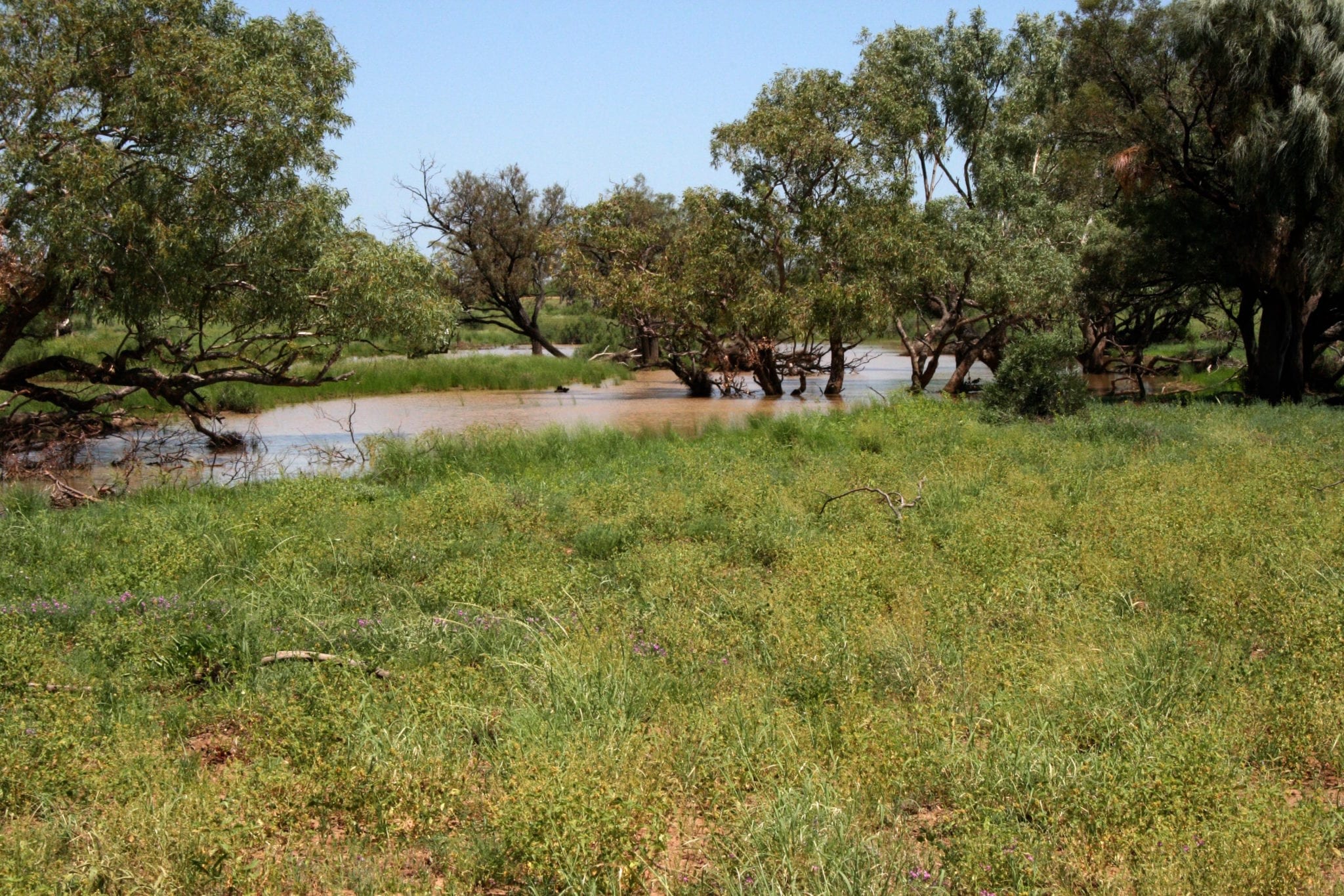 Longreach property Russleigh listed for 7.1 million Adcock Partners