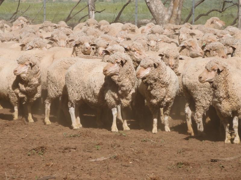 Available on Auctions Plus Sheep Sale 510 NSM Merino Ewes, Cunnamulla