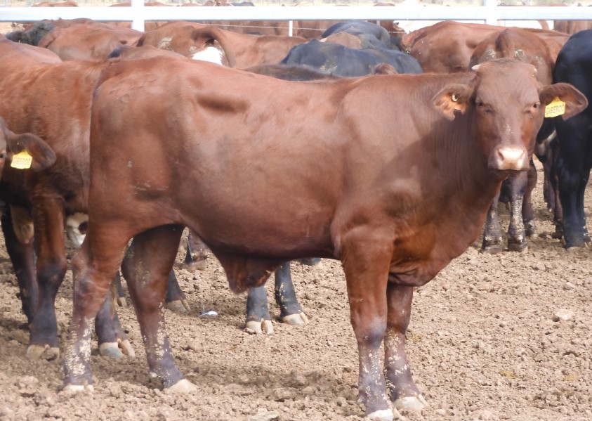 2 DECKS OF ANGUS X AND SANTA X FEEDER STEERS. ALL MILK & 2 TEETH