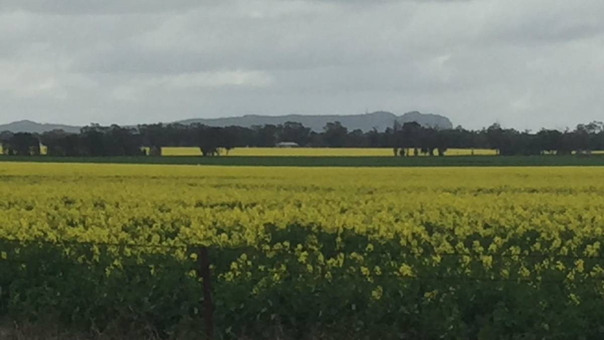 Australia to take advantage of world canola shortage Adcock Partners