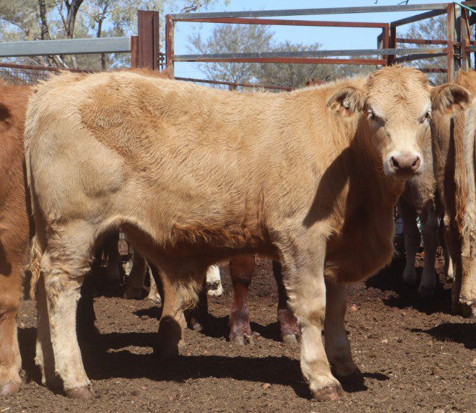 160 Weaned Steers, Quilpie Adcock Partners