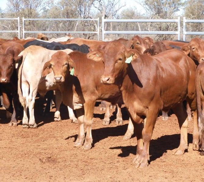 Value Adding At Queenslands Tommerups Dairy Farm Aims To Lure