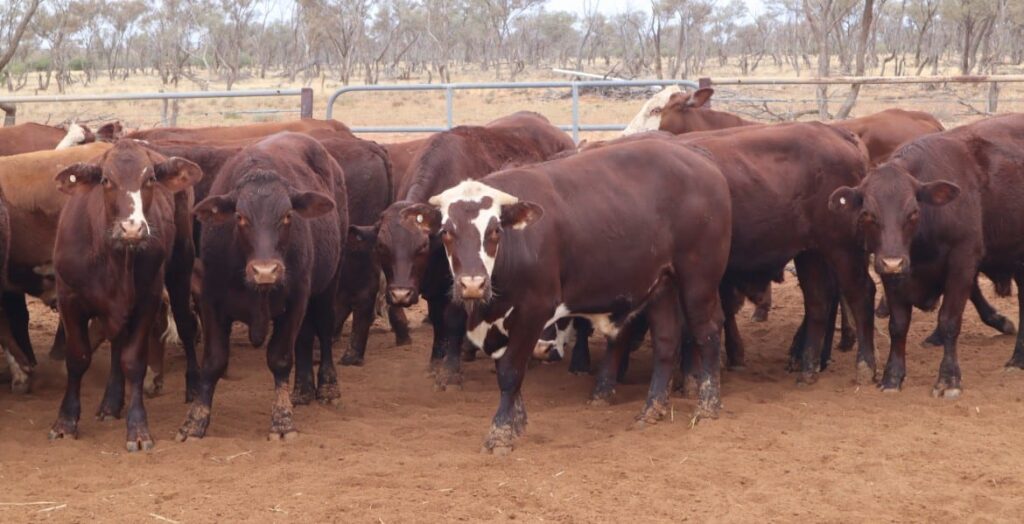 54 Feeder Steers, Quilpie Adcock Partners Property & Livestock